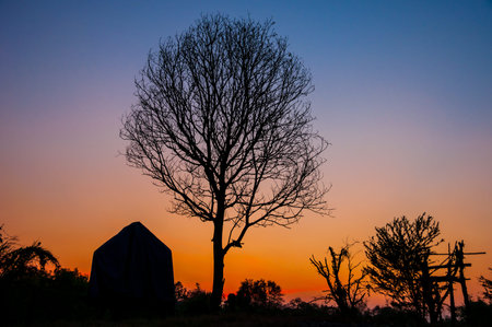 Silhouette of dry tree at sunset.の写真素材