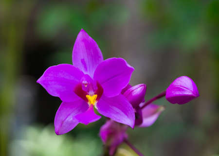 Purple orchid flowersの写真素材