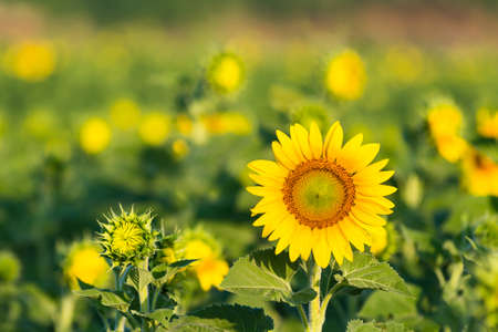 Sunflower start blooming slightly in the fieldの写真素材