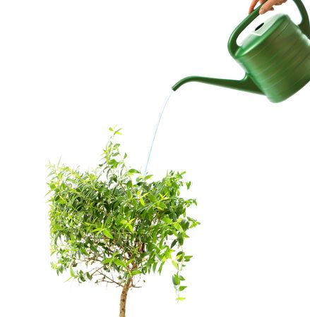  myrtle tree and watering pot isolated on white の写真素材