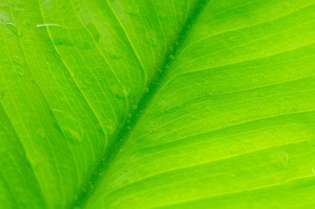  Green leaf and water drops background  