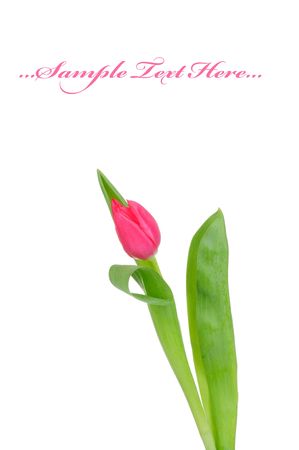 Tulip isolated on white background の写真素材