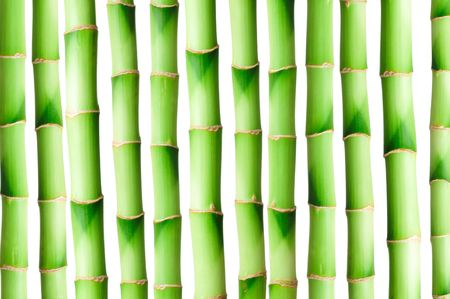 Bamboo isolated on white background の写真素材
