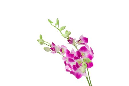 Beautiful Orchid isolated on white backgroundの写真素材
