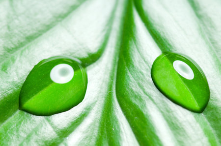 Water drops on green leaf