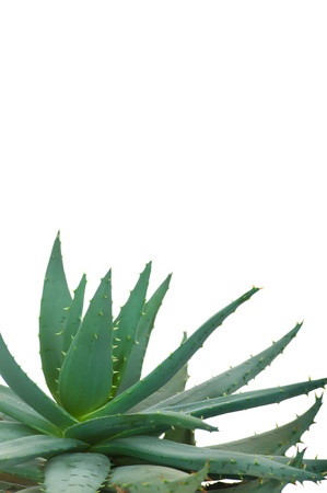 Aloe isolated on white backgroundの写真素材