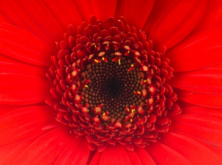 Daisy flowerの写真素材