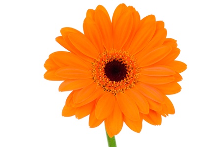Orange gerber flower isolated on white backgroundの写真素材