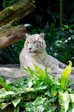 White bengal tigerの写真素材