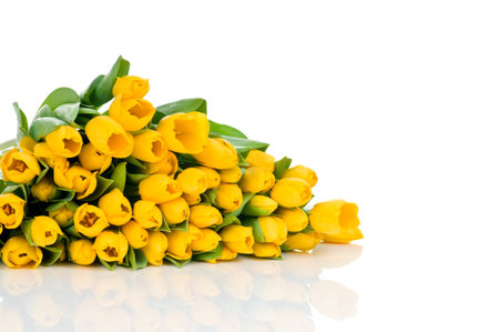 Yellow tulips isolated on white backgroundの写真素材