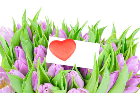 Violet tulips and greeting card isolated on white backgroundの写真素材