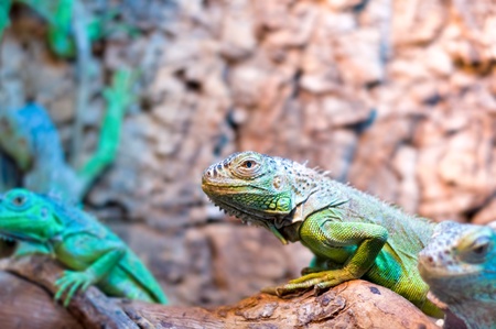 Color lizardの写真素材