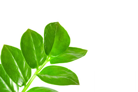 Zamioculcas zamiifolia isolated on white backgroundの写真素材