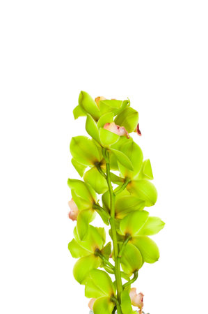 Beautiful Orchid isolated on white backgroundの写真素材