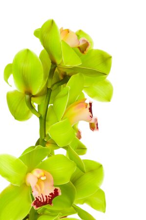 Beautiful Orchid isolated on white backgroundの写真素材