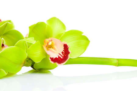 Beautiful Orchid isolated on white backgroundの写真素材