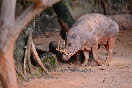 Babirussaの写真素材