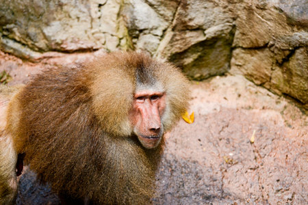 Hamadryas Baboon