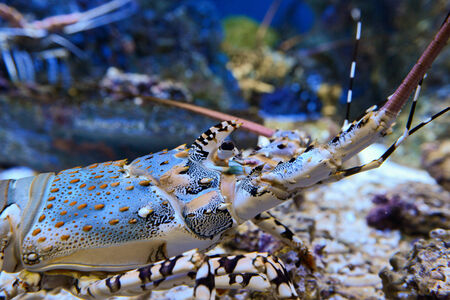 Homarus gammarus  Blue lobsterの写真素材