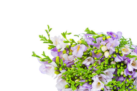 Lilac freesia isolated on whiteの写真素材