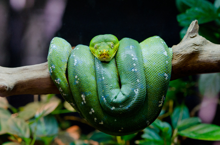 Green Tree Pythonの写真素材