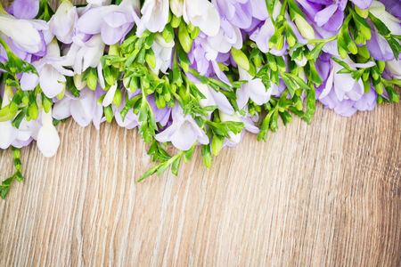 Lilac freesiaの写真素材