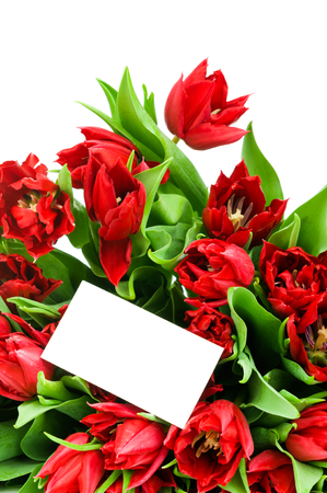 Tulips isolated on white backgroundの写真素材