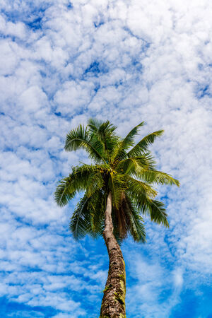 Palm tree on sky backgroundの写真素材