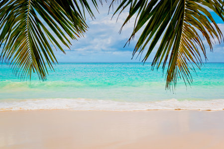 Tropical seashoreの写真素材