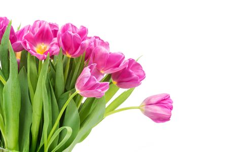 Tulips on white backgroundの写真素材