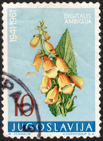 MOSCOW, RUSSIA - JANUARY, 2016: a post stamp printed in YUGOSLAVIA shows a flower with the inscription "Digitalis Ambigua", the series "Local Flora", circa 1961のeditorial素材