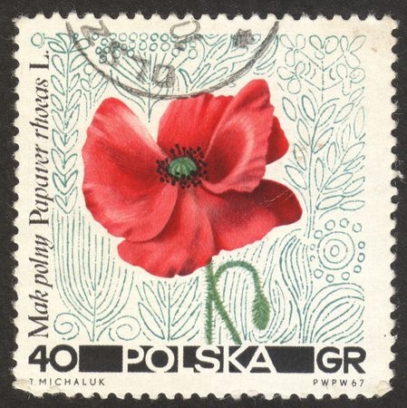 MOSCOW RUSSIA - CIRCA NOVEMBER 2017: a post stamp printed in POLAND shows Papaver rhoeas flowers, the series "The pastural flowers", circa 1967のeditorial素材