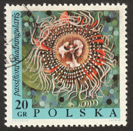 MOSCOW RUSSIA - CIRCA NOVEMBER 2017: a post stamp printed in POLAND shows Passiflora quadrangularis flower, the series "The exotic flowers", circa 1968のeditorial素材