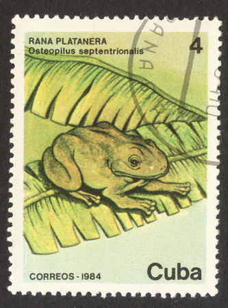 MOSCOW RUSSIA - CIRCA NOVEMBER 2017: a post stamp printed in CUBA shows Cuban Treefrog (Osteopilus septentrionalis), the series "The Protected animals", circa 1984のeditorial素材
