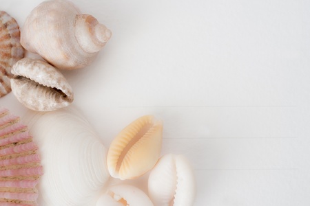 shellsの写真素材