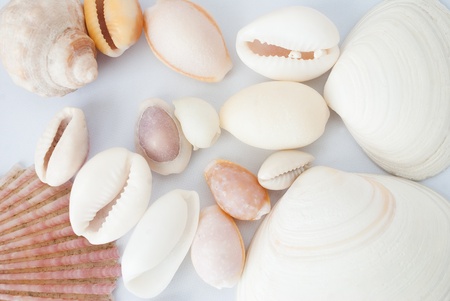 shellsの写真素材
