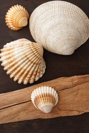 shellsの写真素材