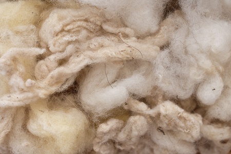 Raw woolの写真素材