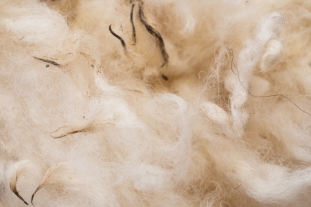 Raw woolの写真素材