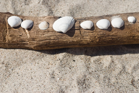 shells