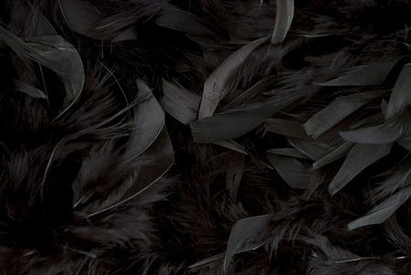 Feathersの写真素材