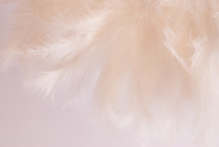 white feathersの写真素材