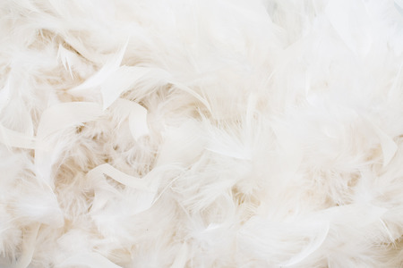 white feathersの写真素材