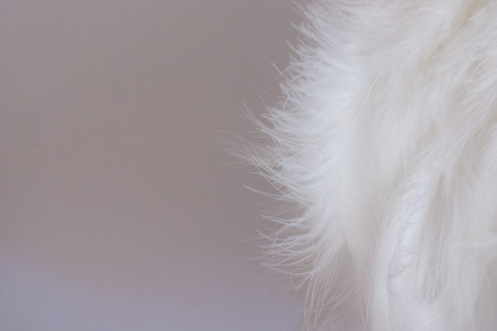 white feathersの写真素材