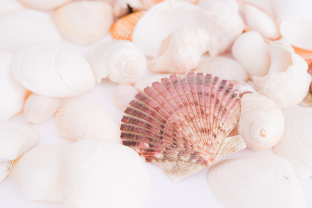shellsの写真素材