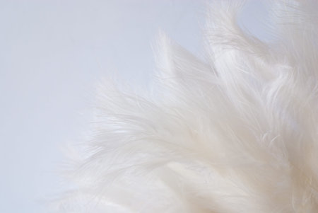 white feathersの写真素材