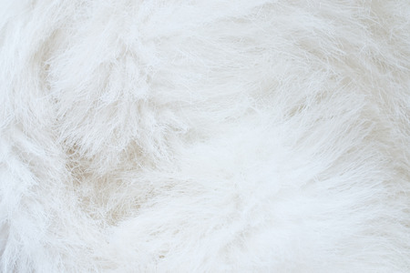 close up of white furの写真素材