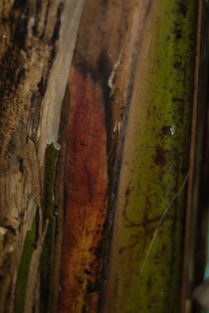 jungle colors - close up of a old leafの写真素材