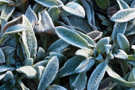 frozen leaves - close up of beautiful natural garden