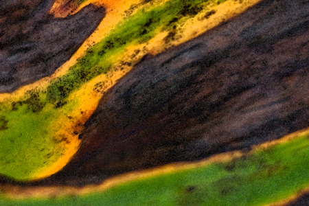 jungle colors - close up of a leafの写真素材